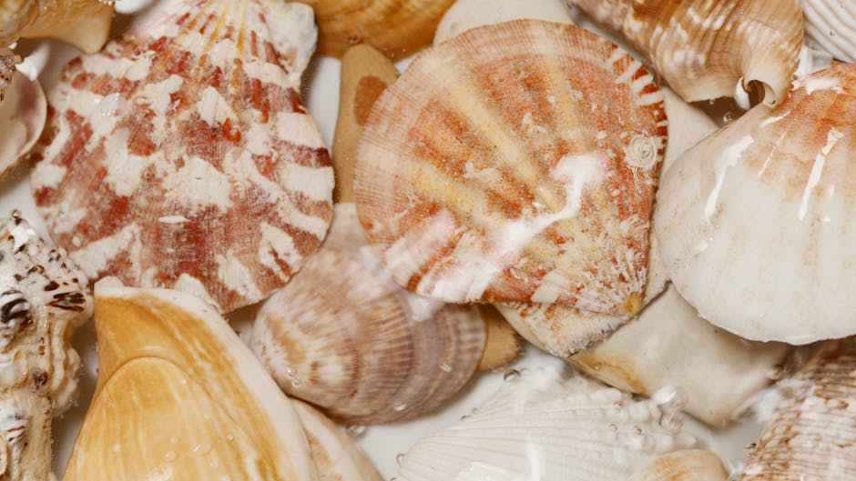 A close-up view of a collection of various seashells with distinct textures and natural colours, including shades of beige, pink, light brown, and white, tightly packed together. The shells display di